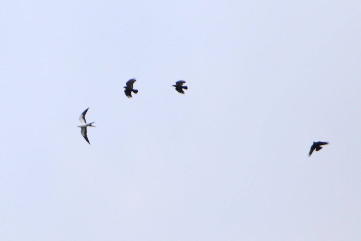 Swallow-tailed Kite - ML616107061