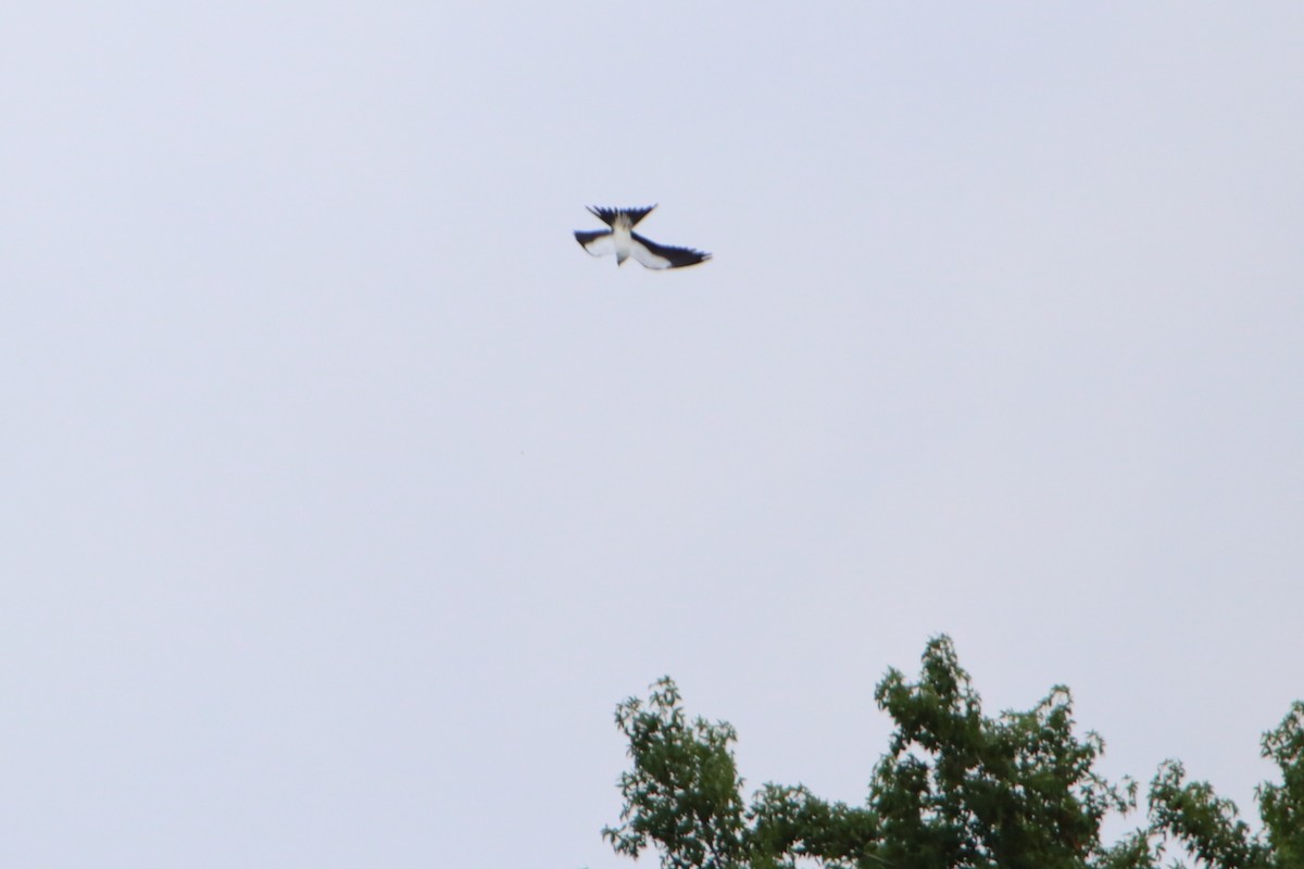 Swallow-tailed Kite - ML616107062