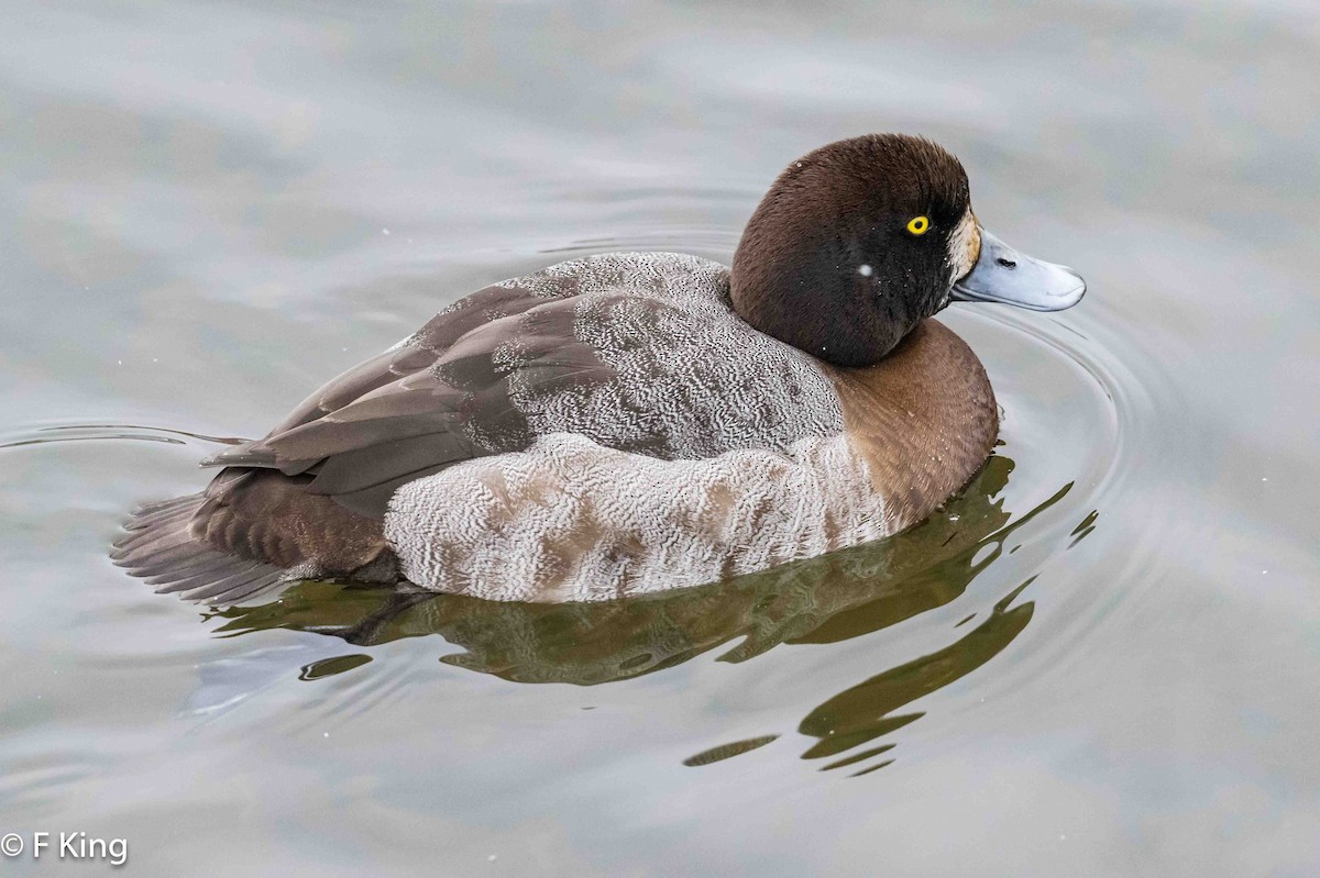 Greater Scaup - Frank King