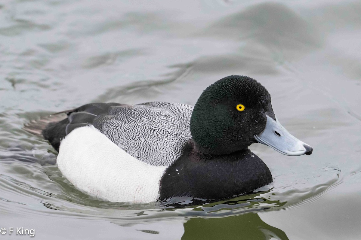 Greater Scaup - ML616107078