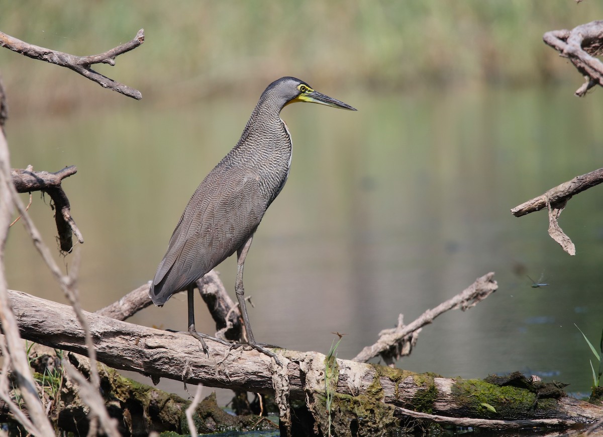 Bare-throated Tiger-Heron - ML616107103