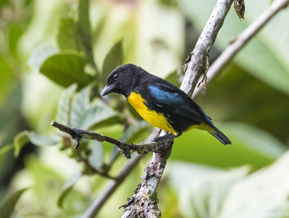 Black-and-gold Tanager - John Richardson