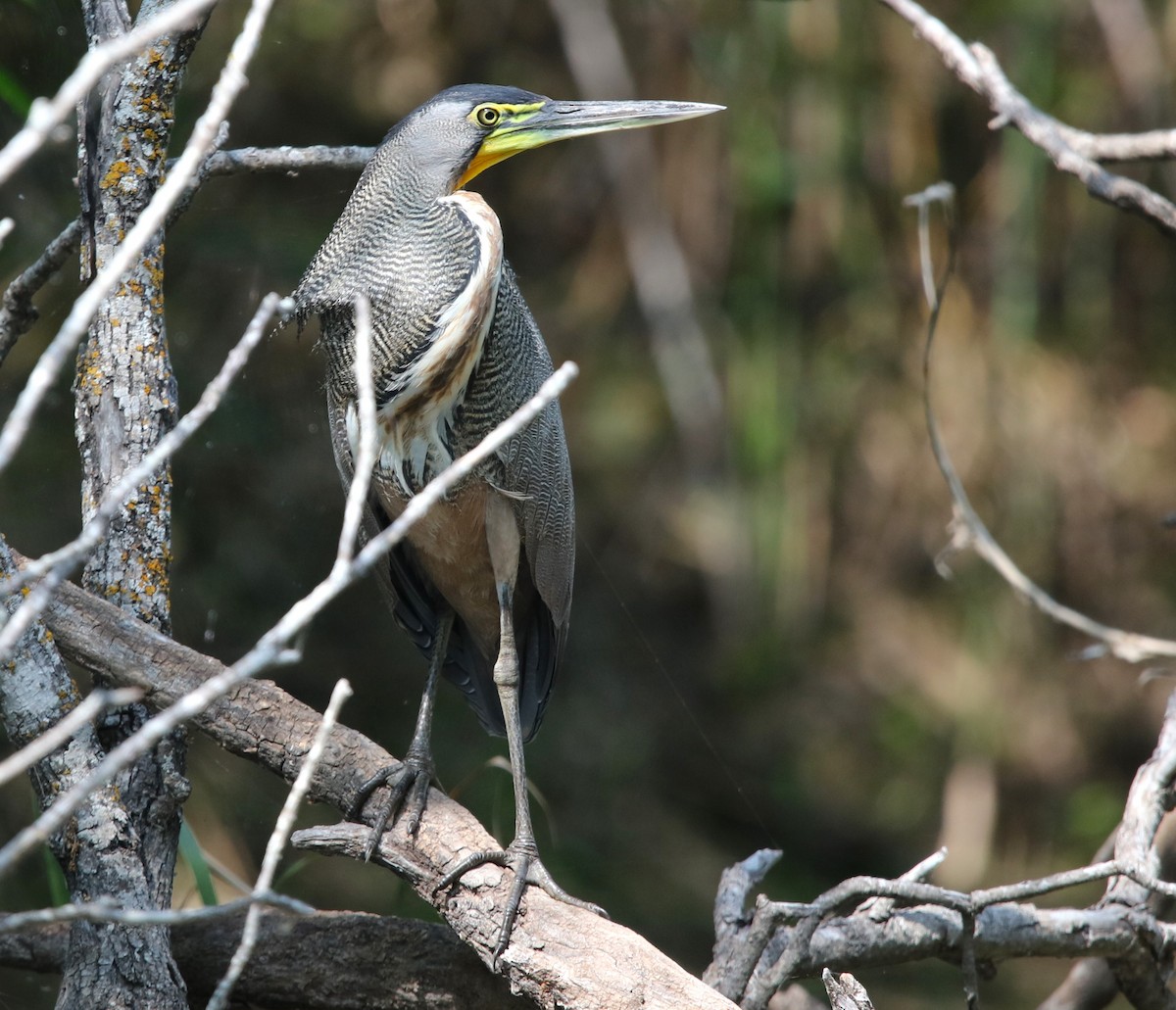 Bare-throated Tiger-Heron - ML616107244