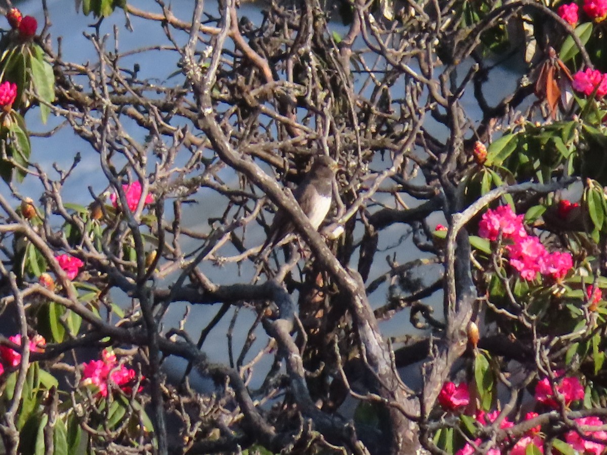 Black-throated Thrush - ML616107266