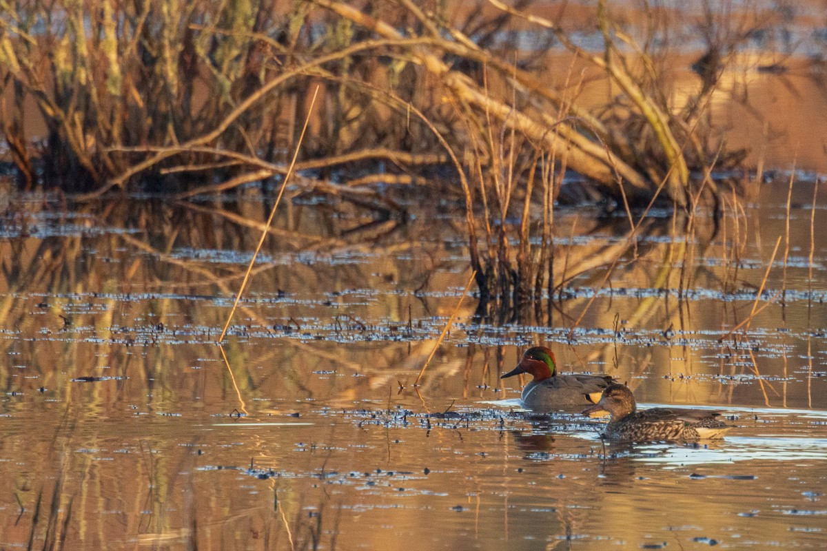 Green-winged Teal - ML616107297