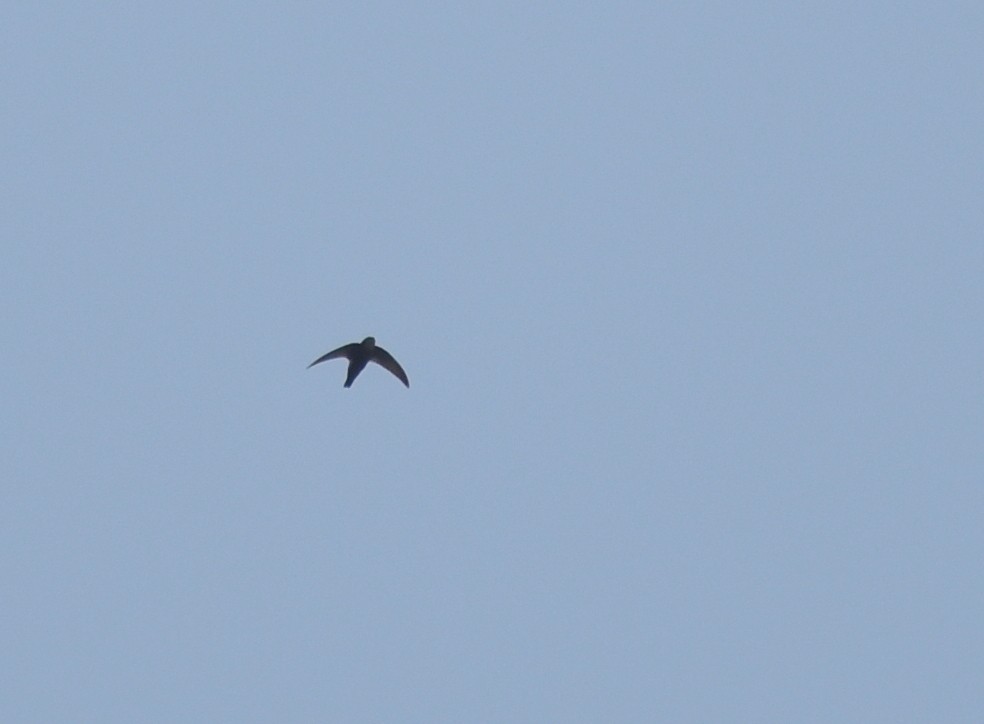 large swift sp. - ML616107309