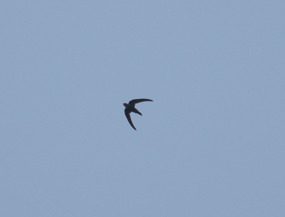 large swift sp. - ML616107310