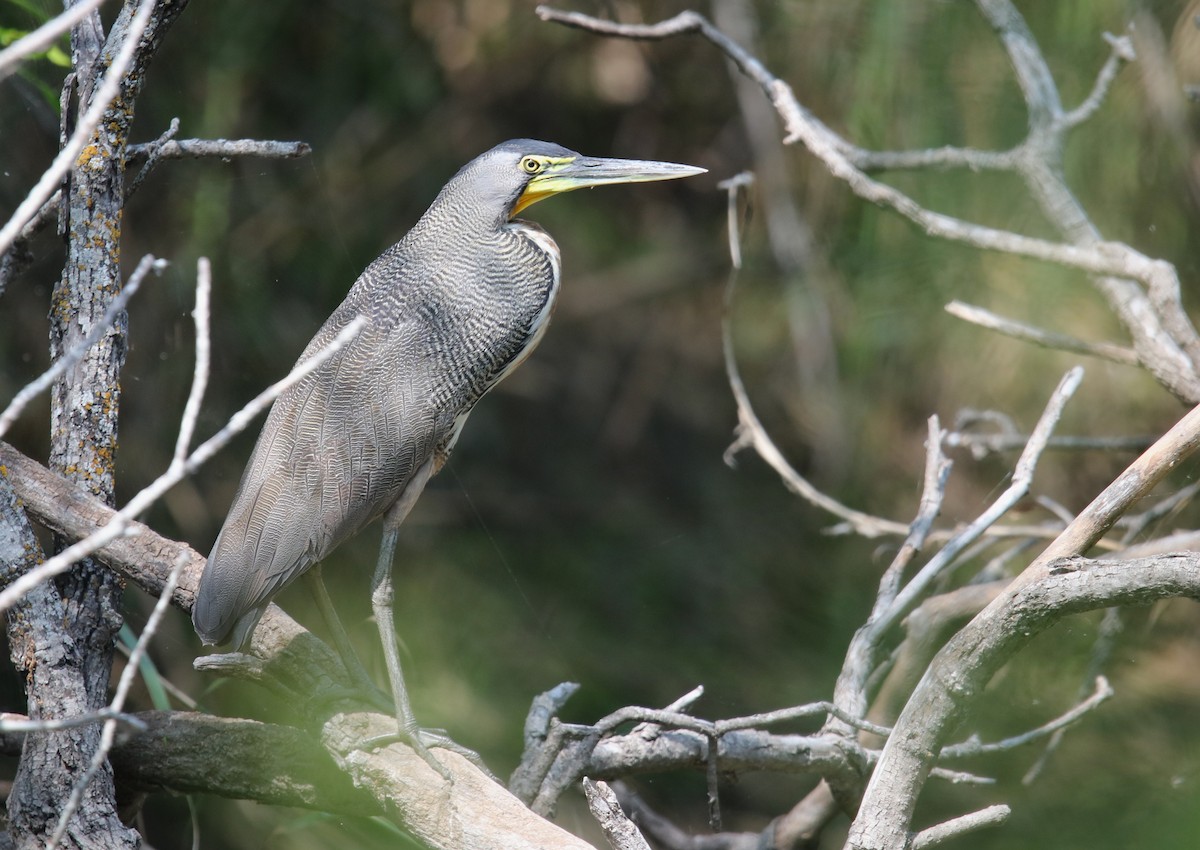 Bare-throated Tiger-Heron - ML616107327