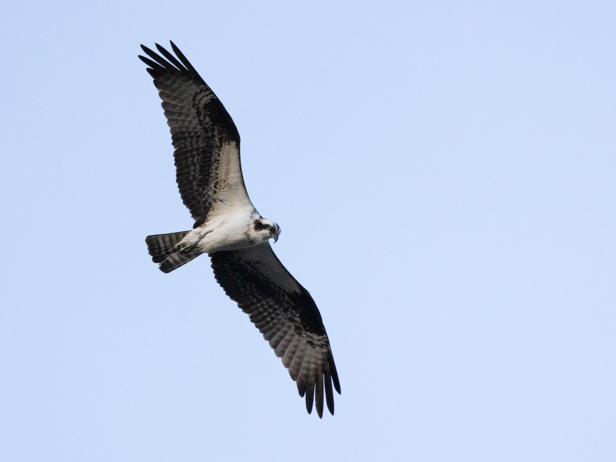 Osprey - ML616107334