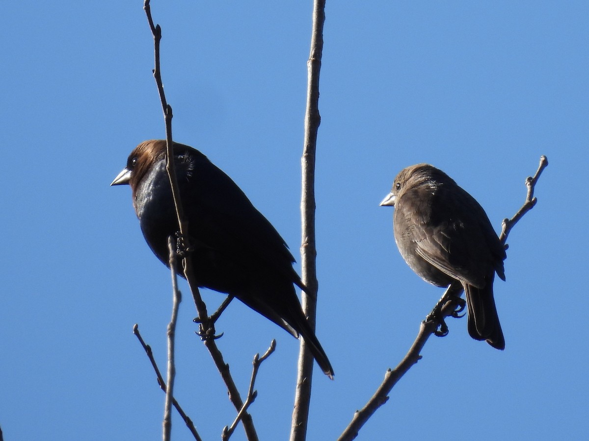 Brown-headed Cowbird - ML616107344