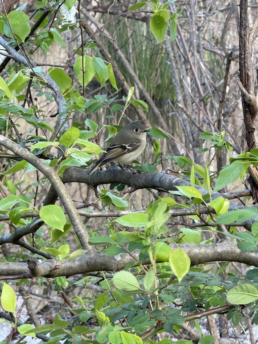 Roitelet à couronne rubis - ML616107355