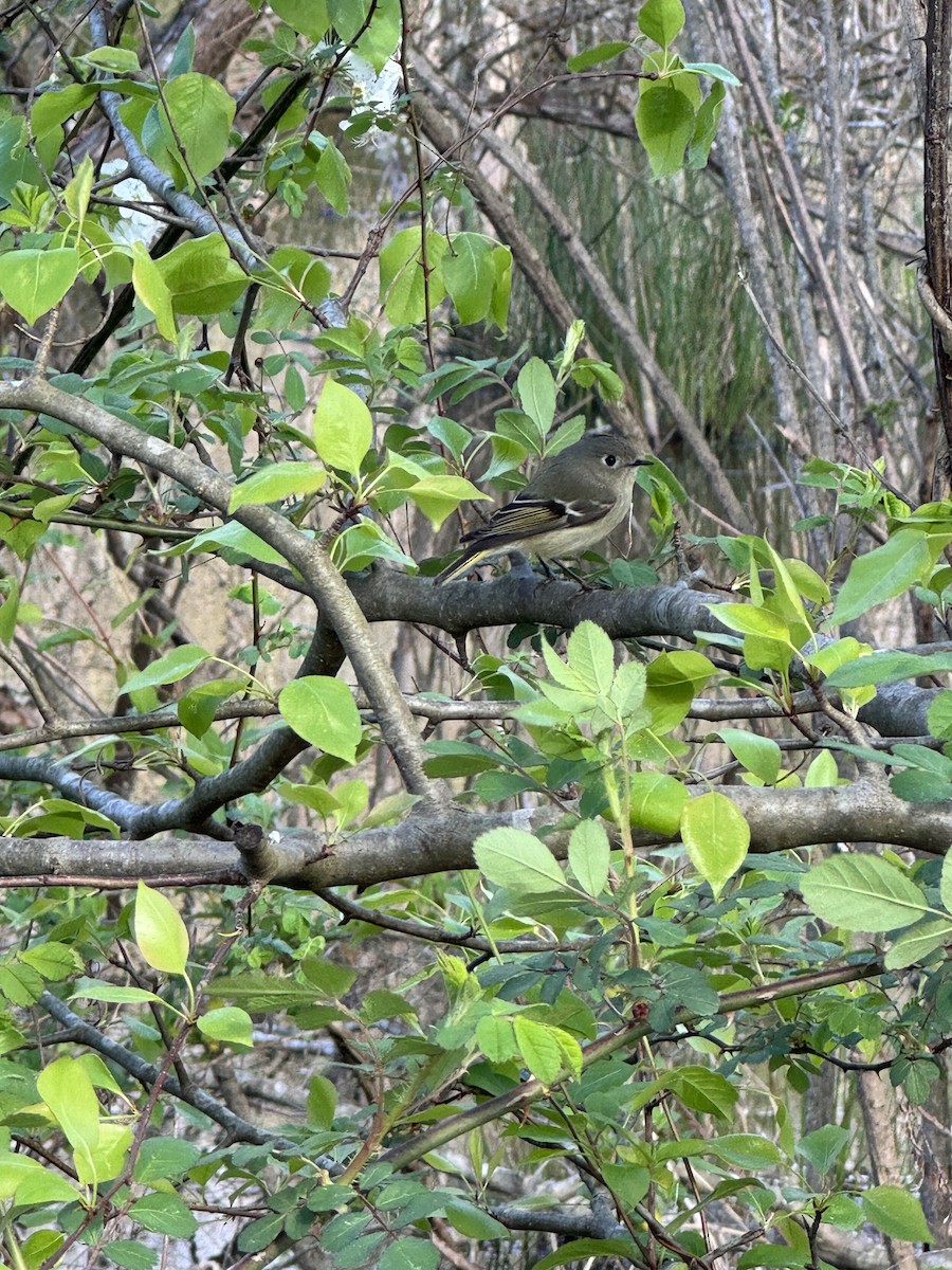 Ruby-crowned Kinglet - ML616107356