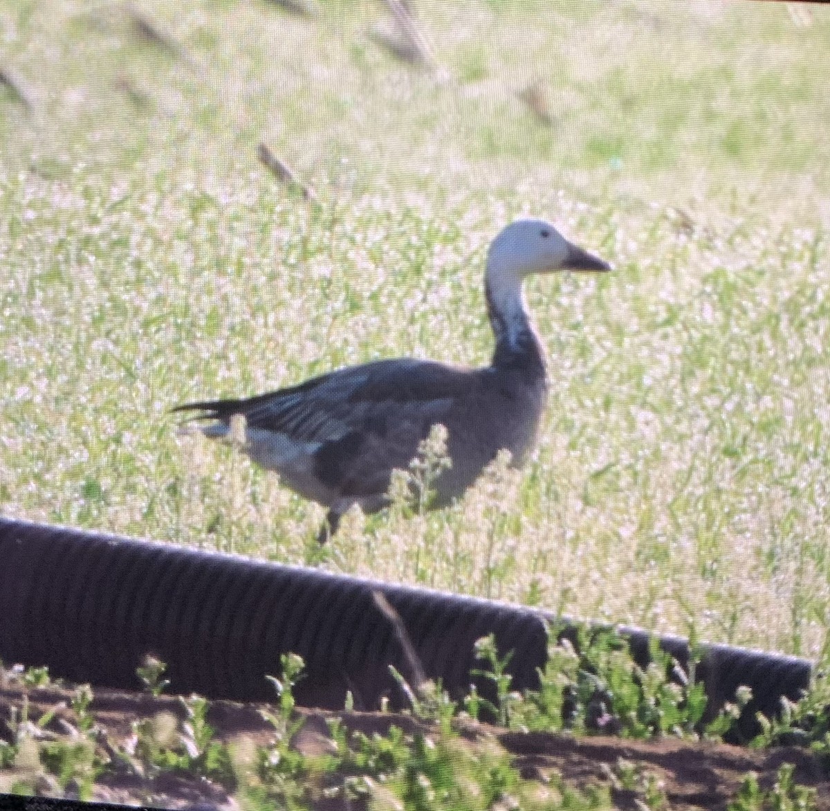 Snow Goose - ML616107361