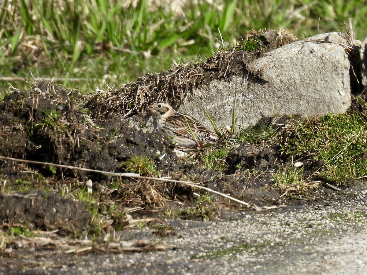 Lapland Longspur - ML616107399