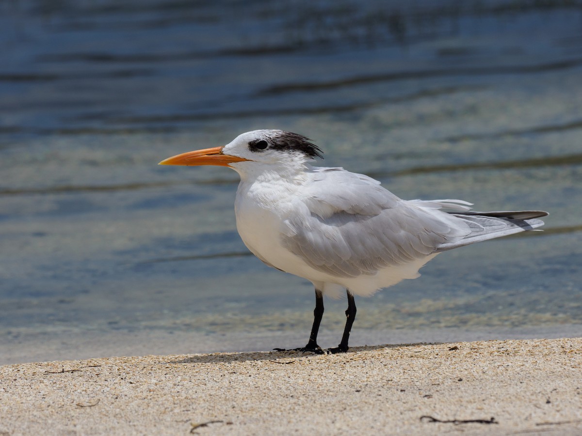 Royal Tern - ML616107410