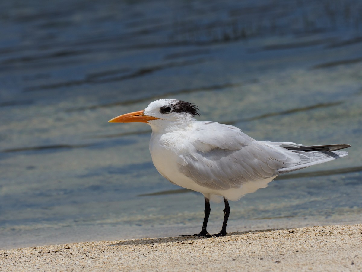 Royal Tern - ML616107414