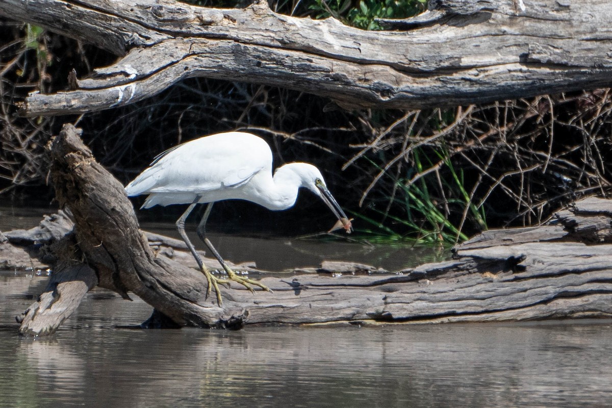 Little Egret - ML616107416