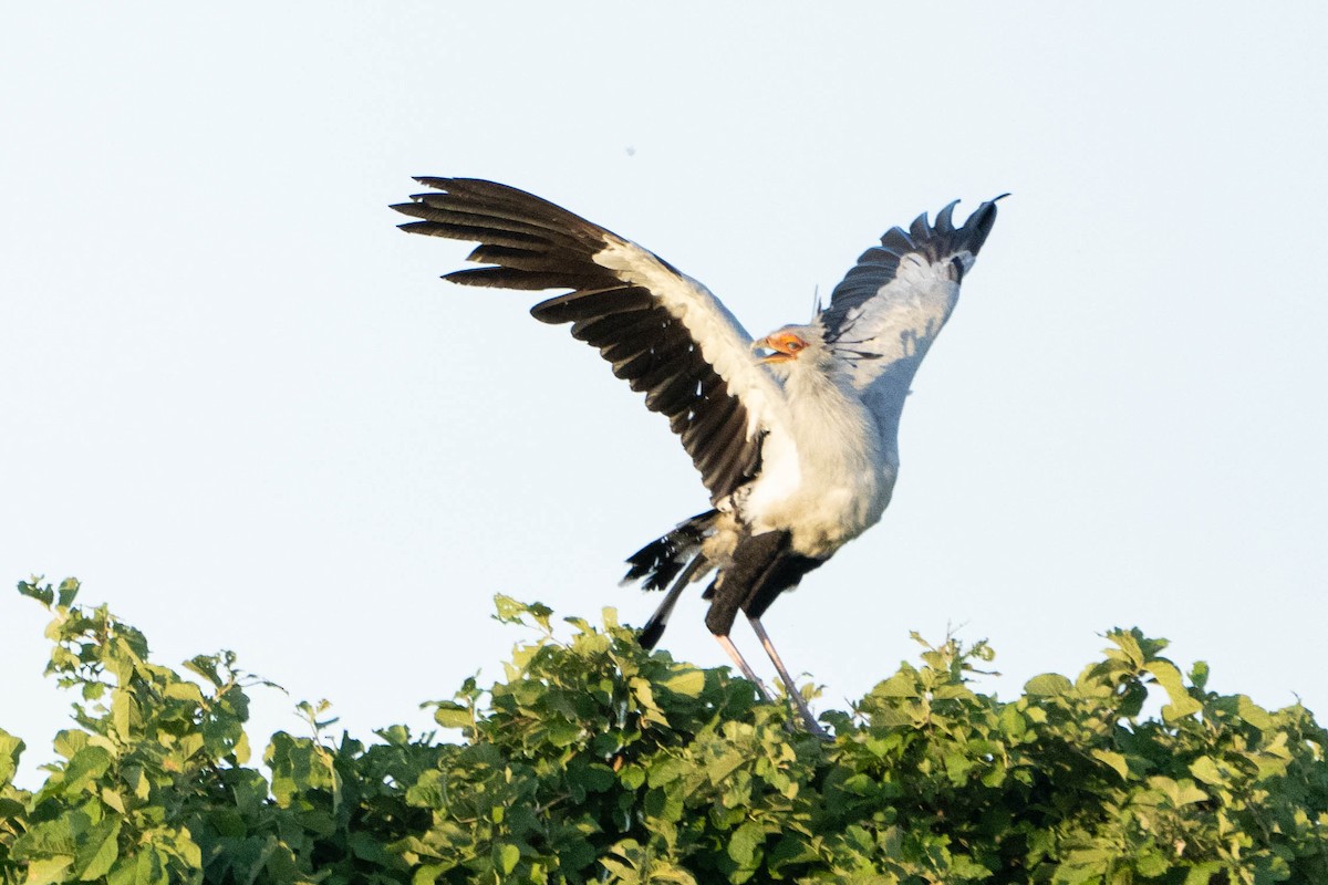 Secretarybird - Hanna Zhao