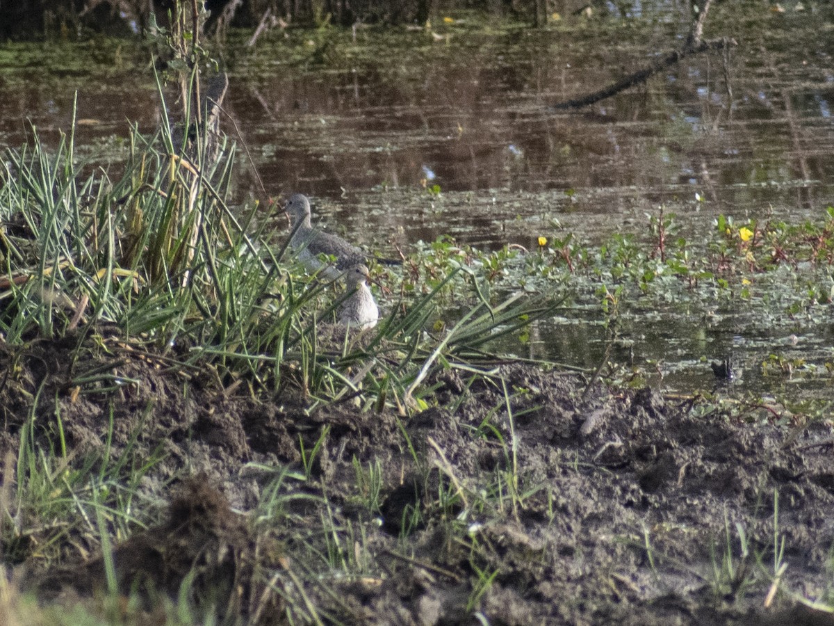 Pectoral Sandpiper - Daniela Diaz