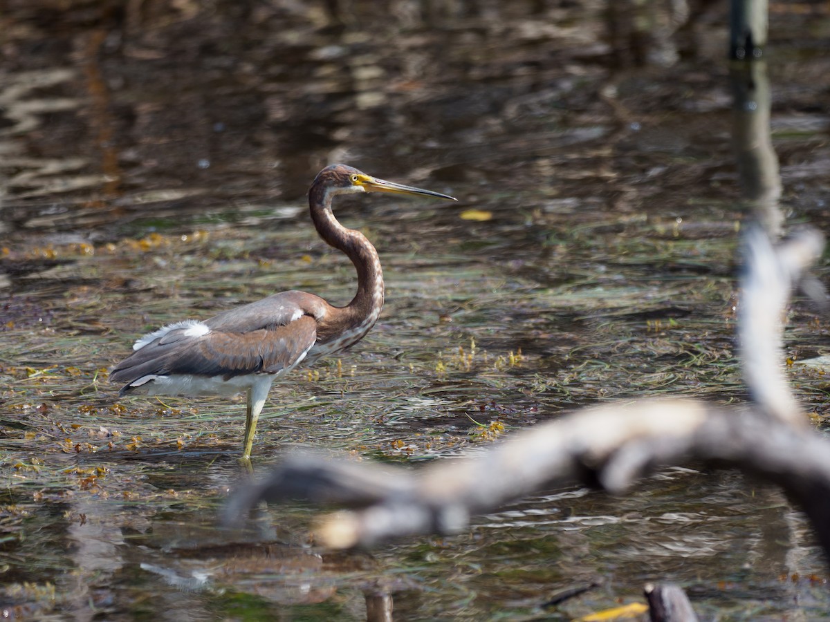 Tricolored Heron - ML616107447