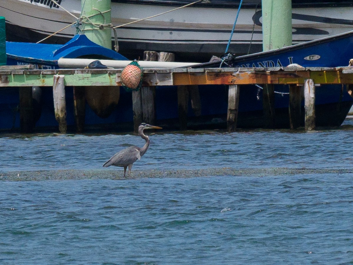 Great Blue Heron - ML616107476