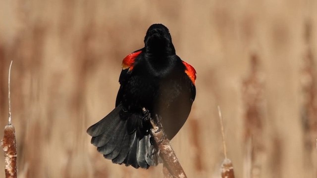 Red-winged Blackbird - ML616107493