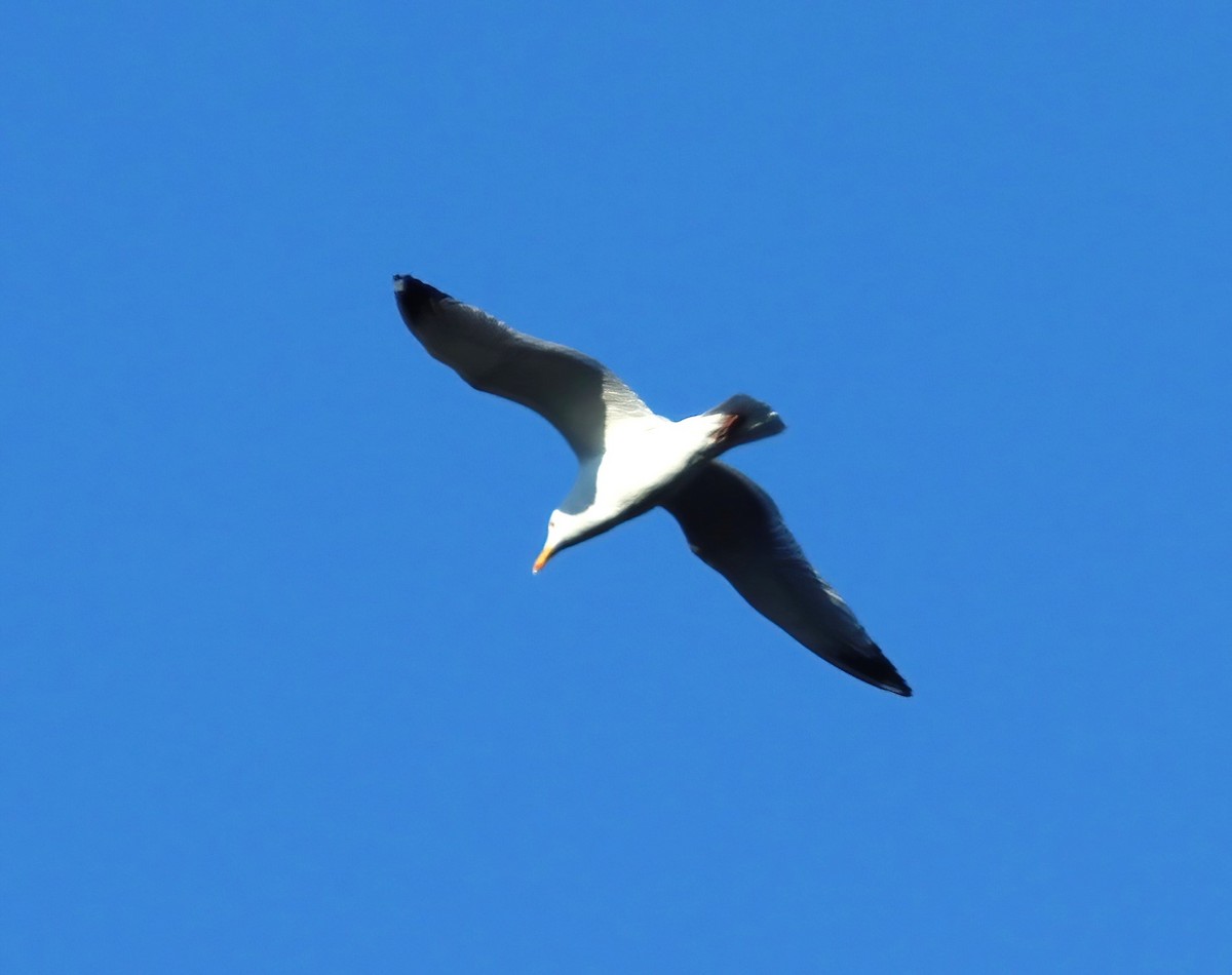 Herring Gull (American) - Bob Andrini