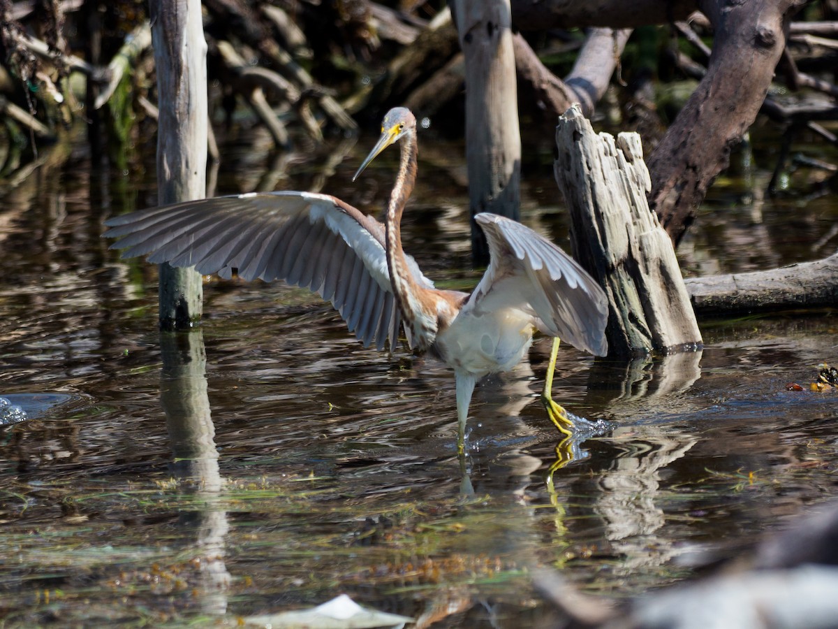 Tricolored Heron - ML616107523