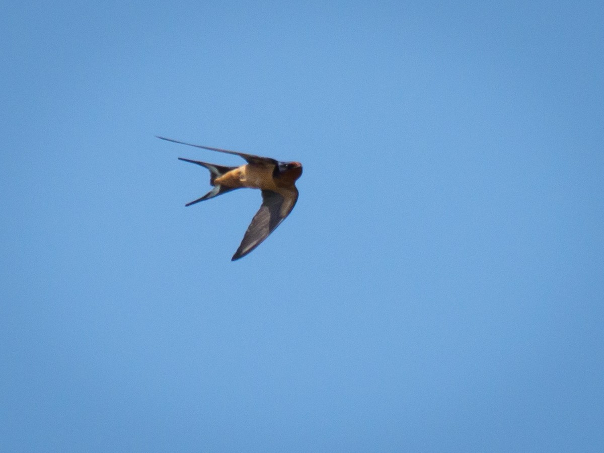 Barn Swallow - ML616107526