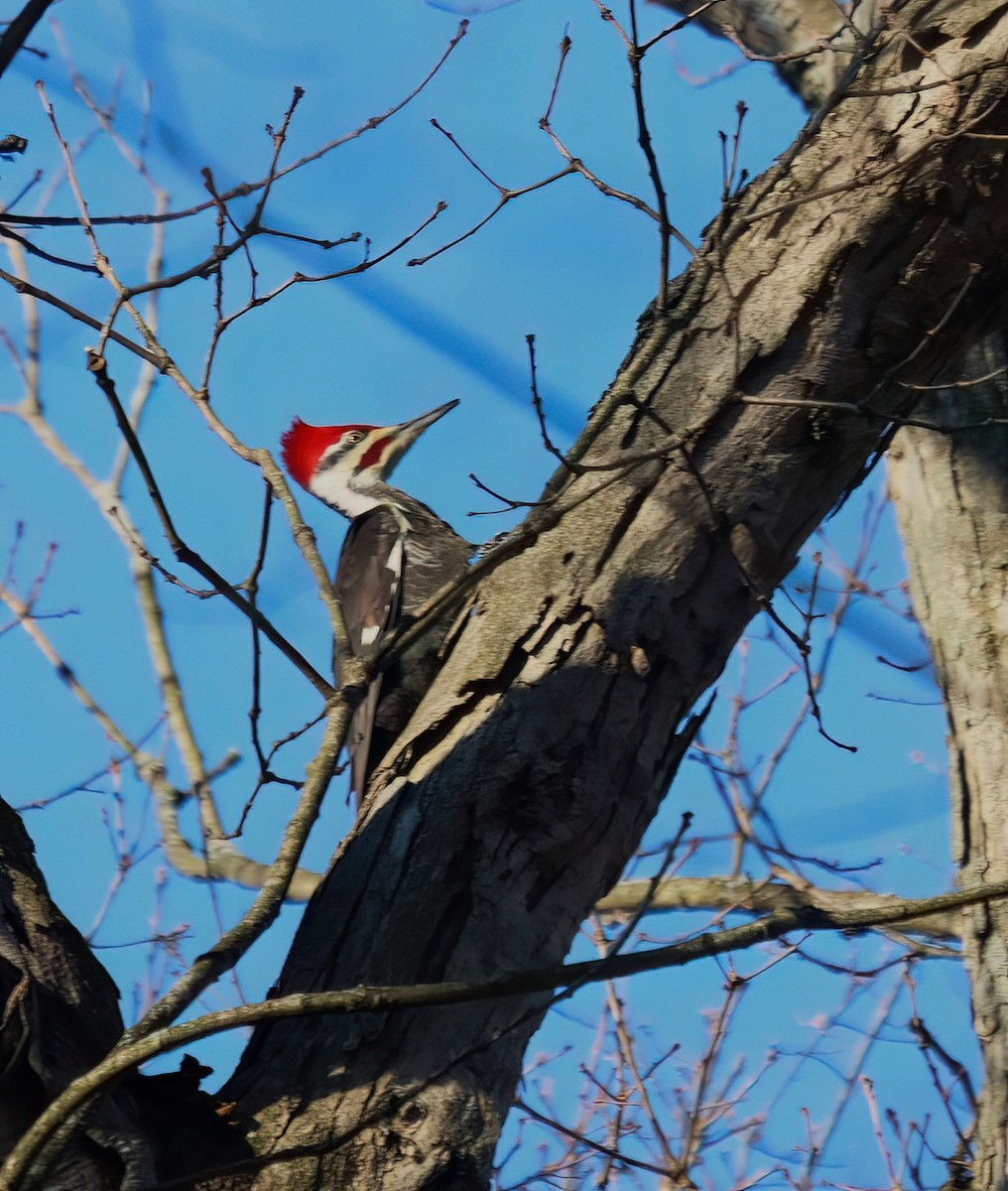 Pileated Woodpecker - ML616107530