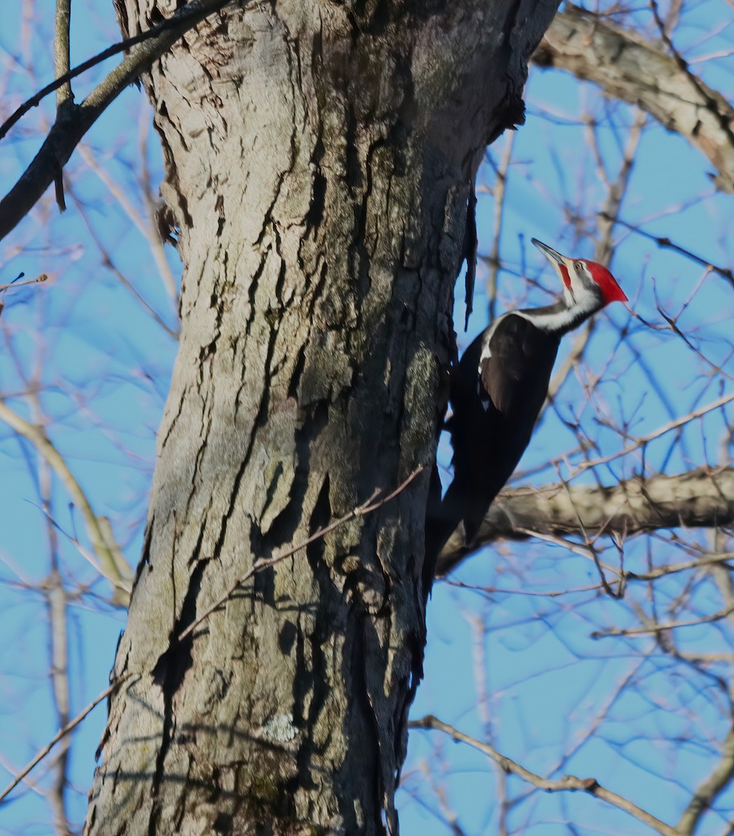 Pileated Woodpecker - ML616107531