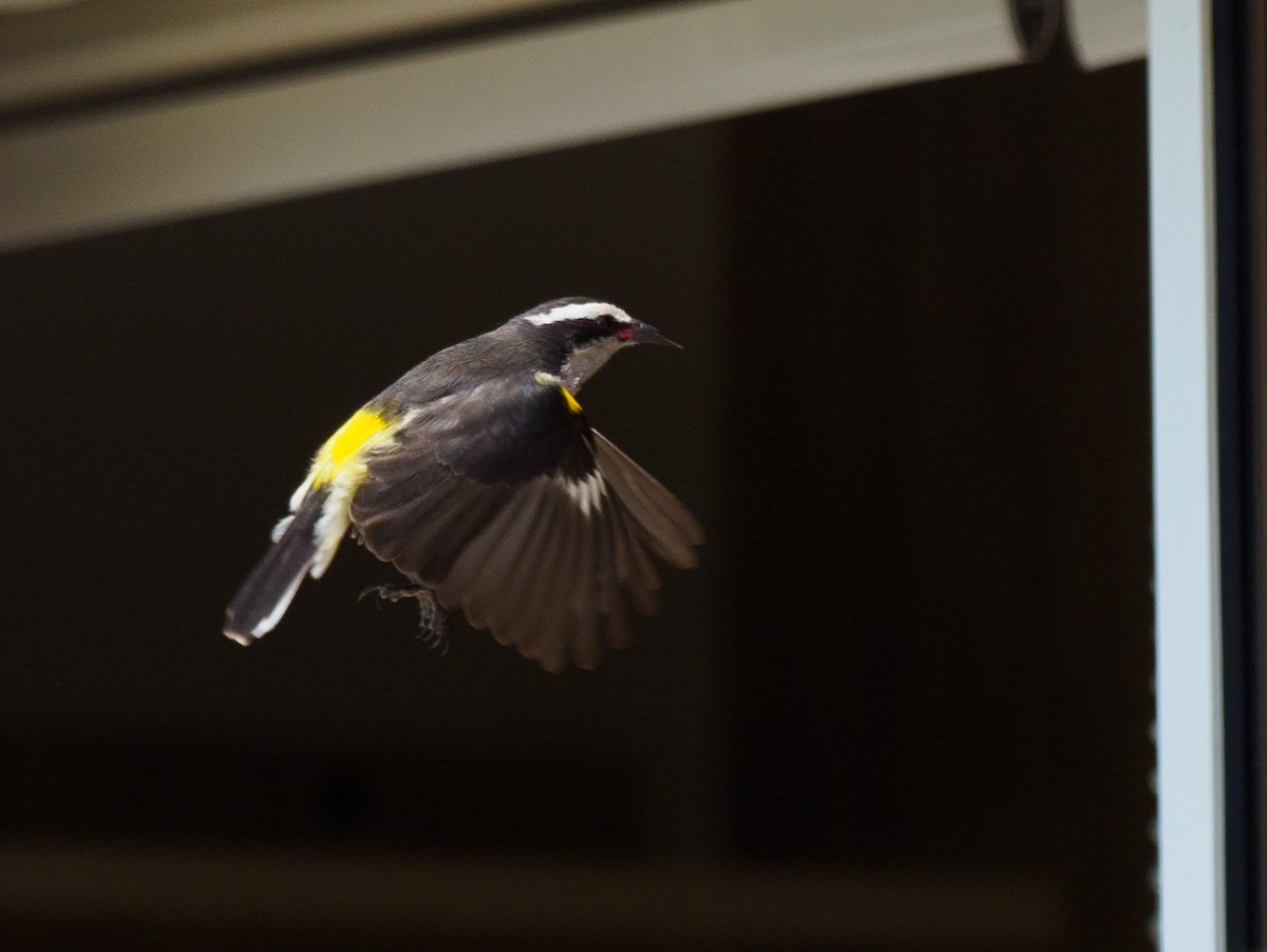 Bananaquit - ML616107533