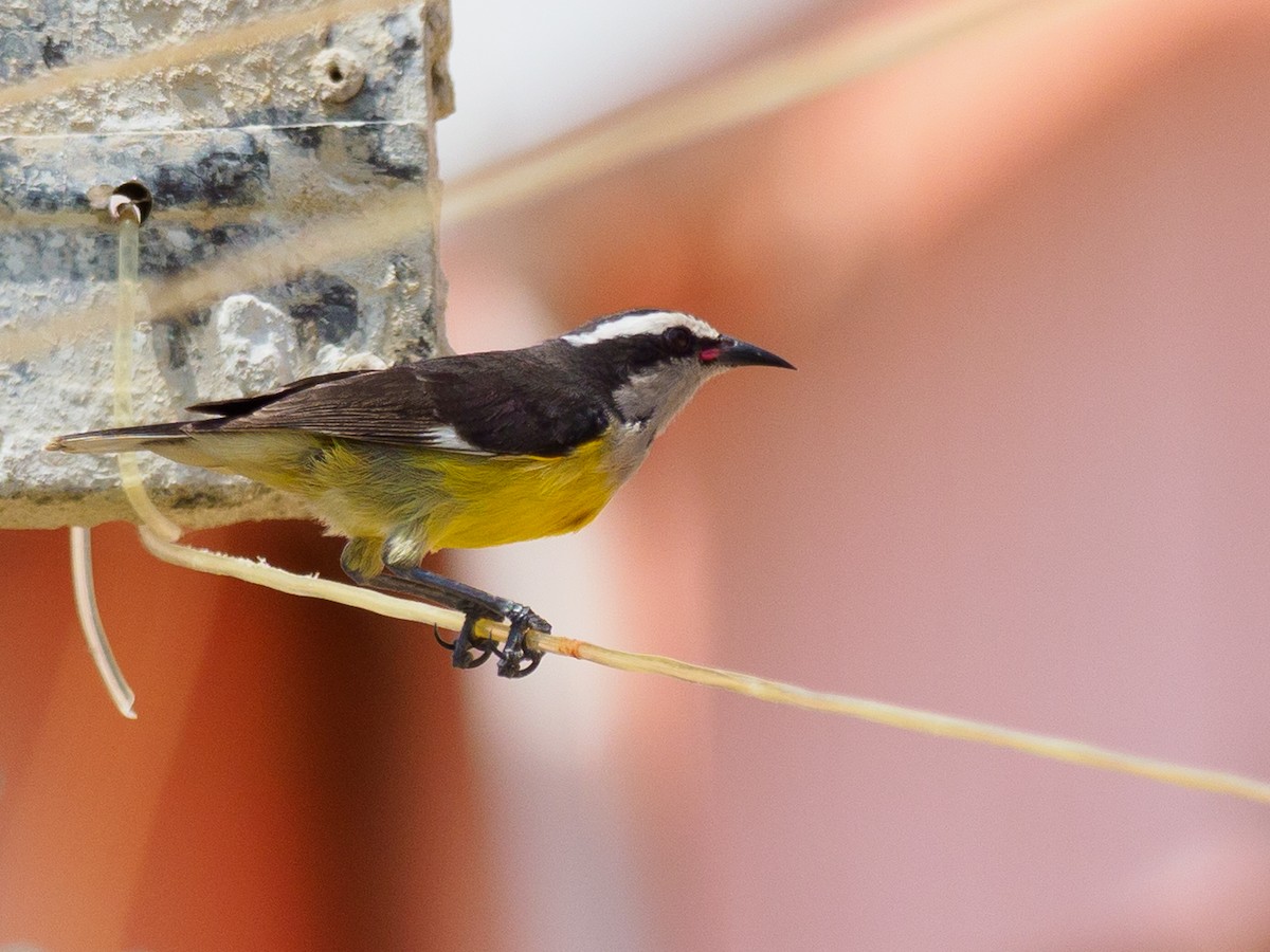 Bananaquit - ML616107534