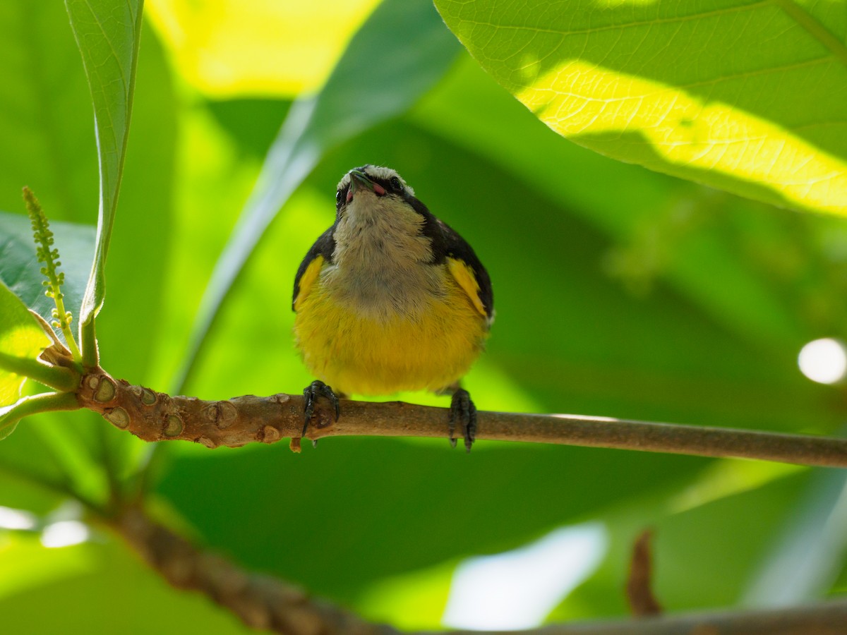 Bananaquit - ML616107535