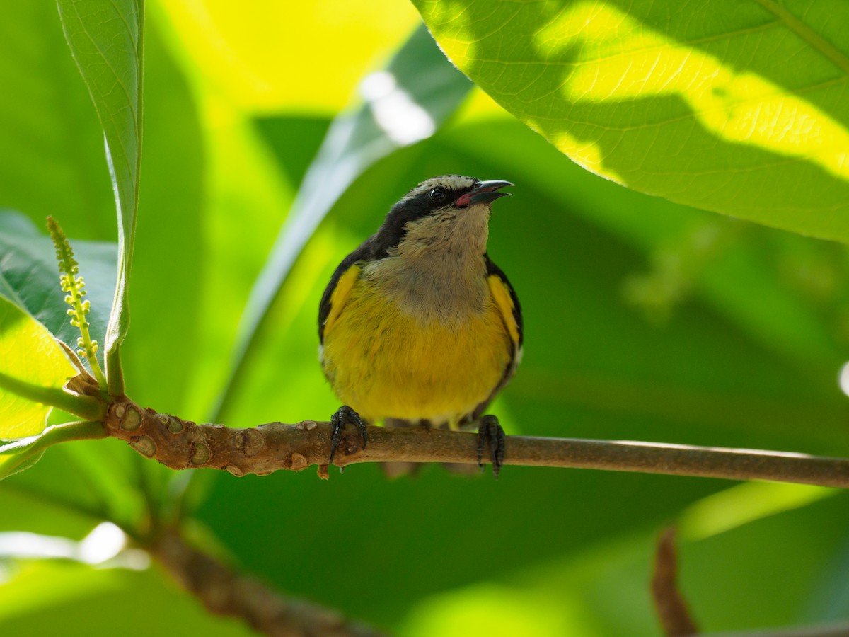 Bananaquit - ML616107536