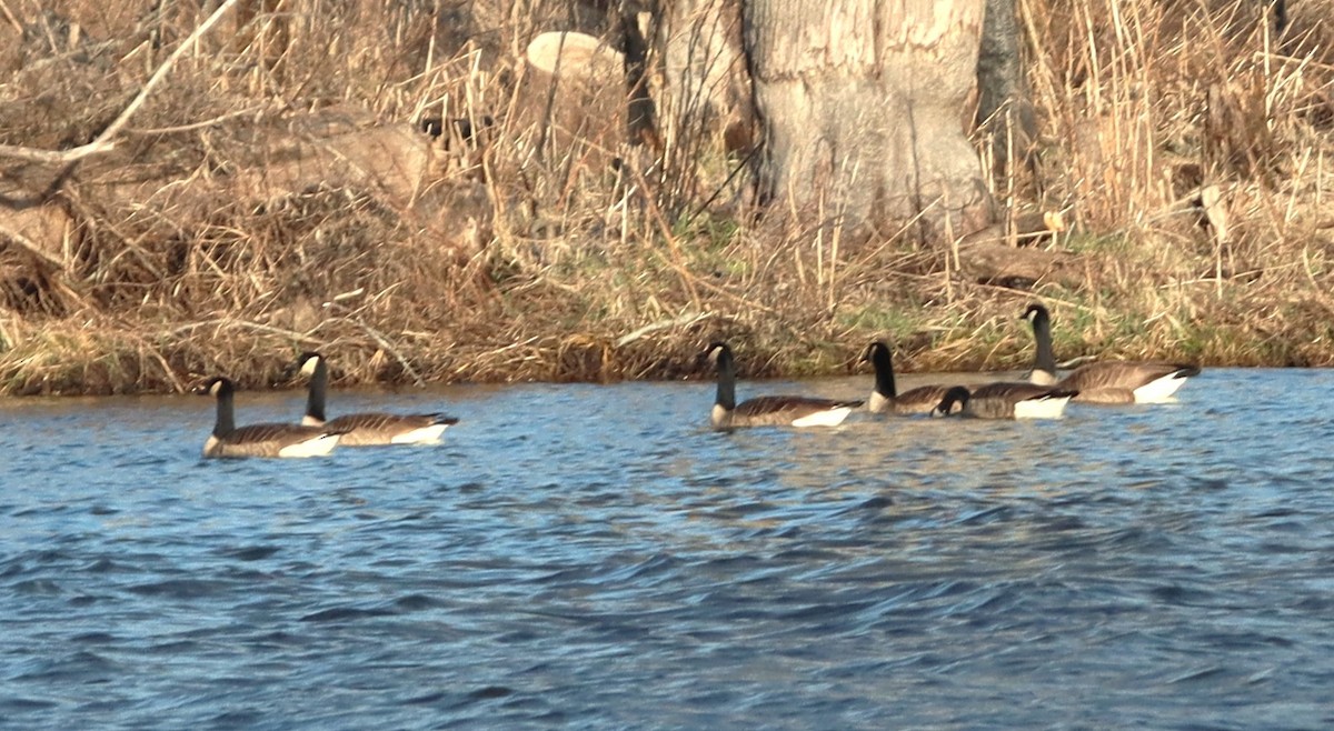 Canada Goose - ML616107549