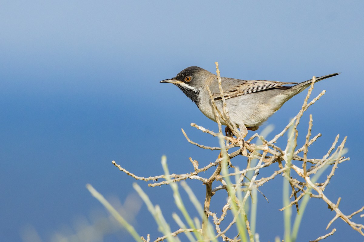 Rüppell's Warbler - Piki Ish-Shalom