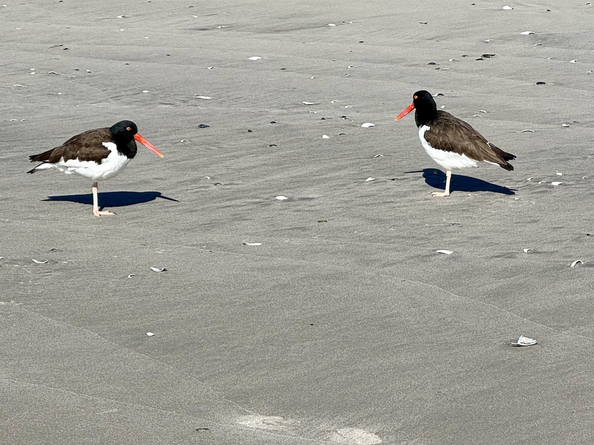 American Oystercatcher - ML616107586