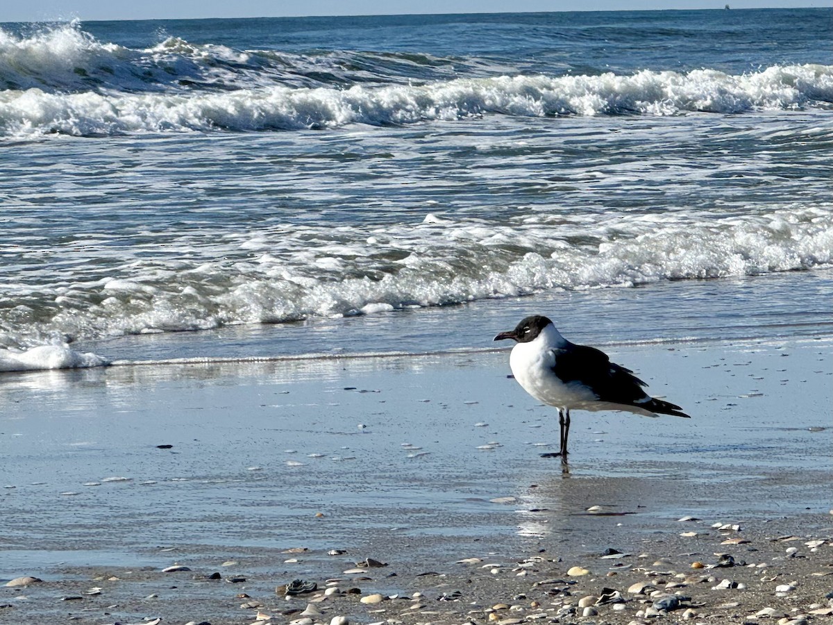 Laughing Gull - ML616107589