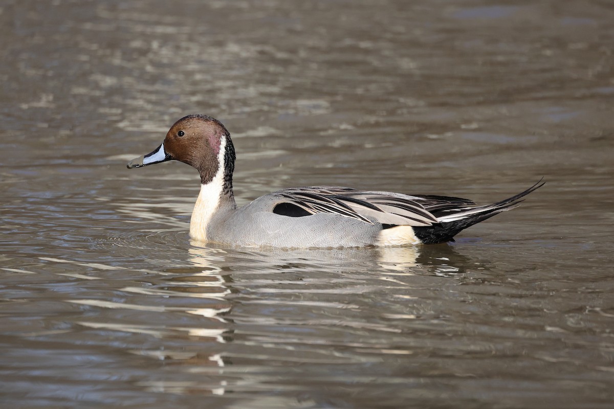 Northern Pintail - ML616107600