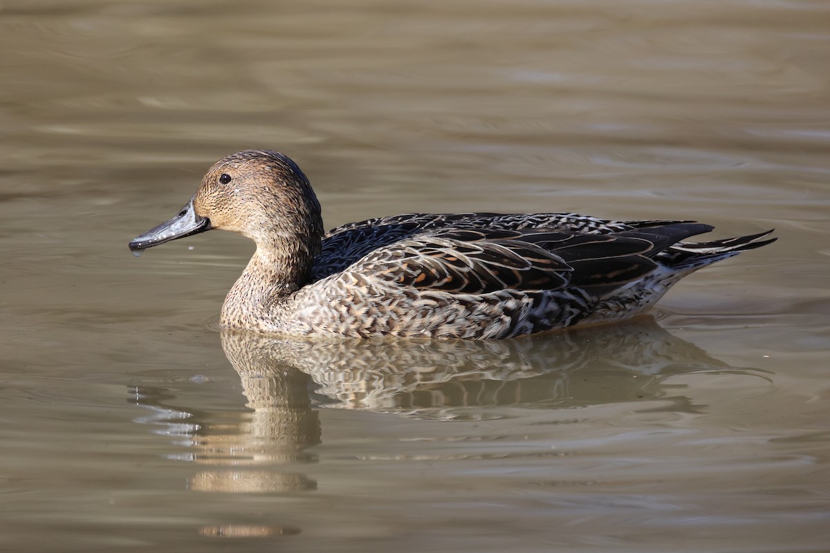 Northern Pintail - ML616107601