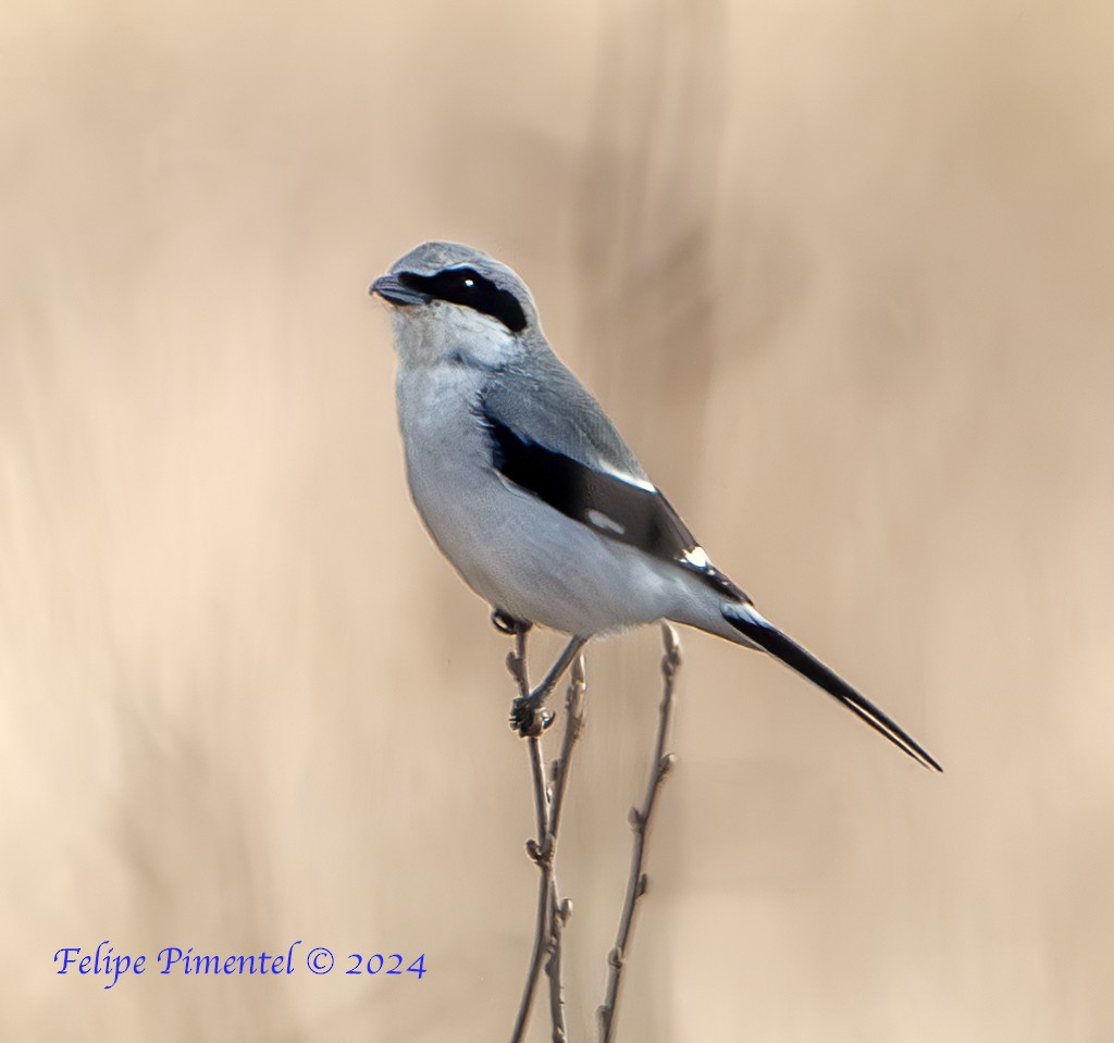 Loggerhead Shrike - Felipe Pimentel