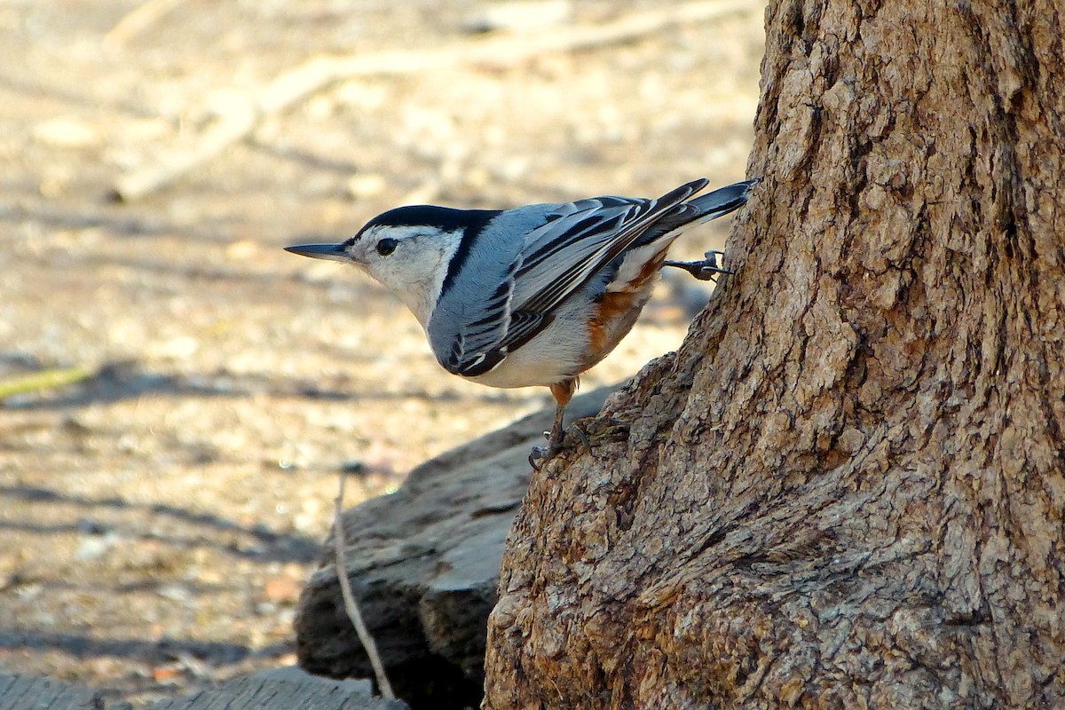 White-breasted Nuthatch - ML616107761