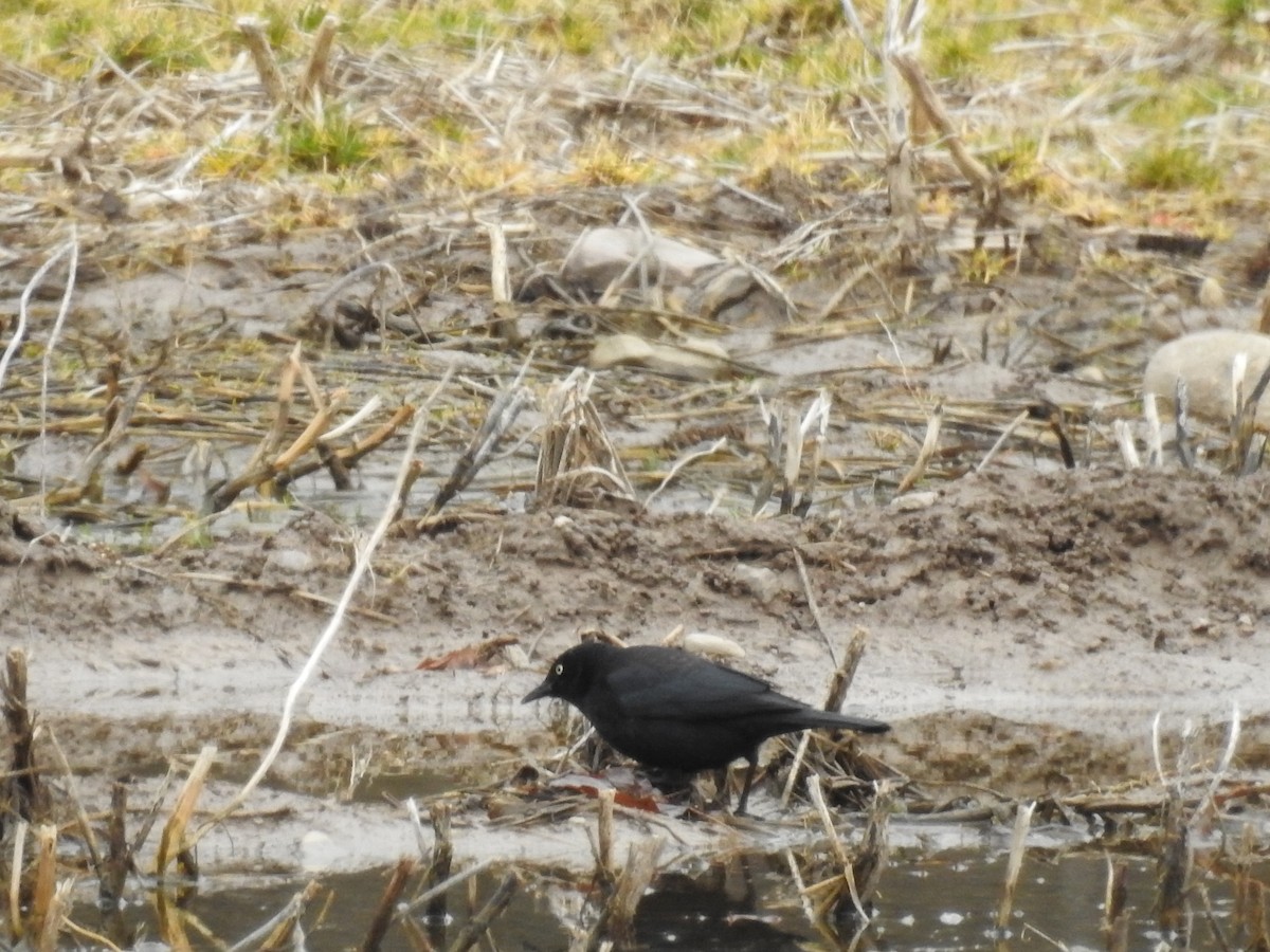 Rusty Blackbird - ML616107793