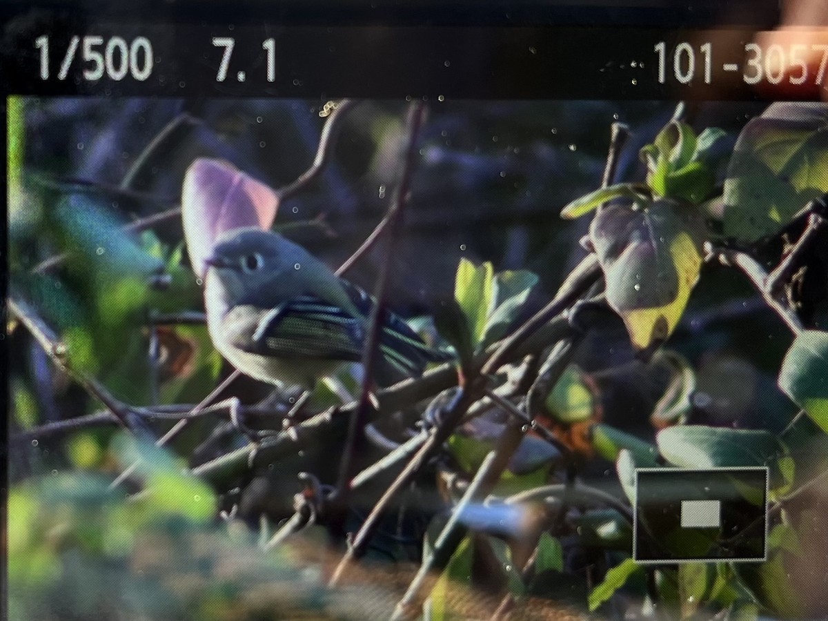 Ruby-crowned Kinglet - Sophie Barno