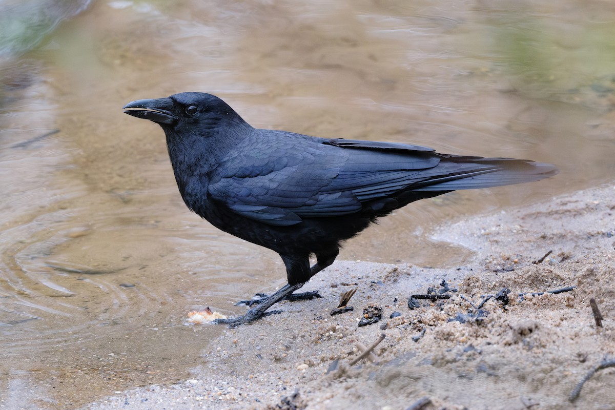 American Crow - ML616107814