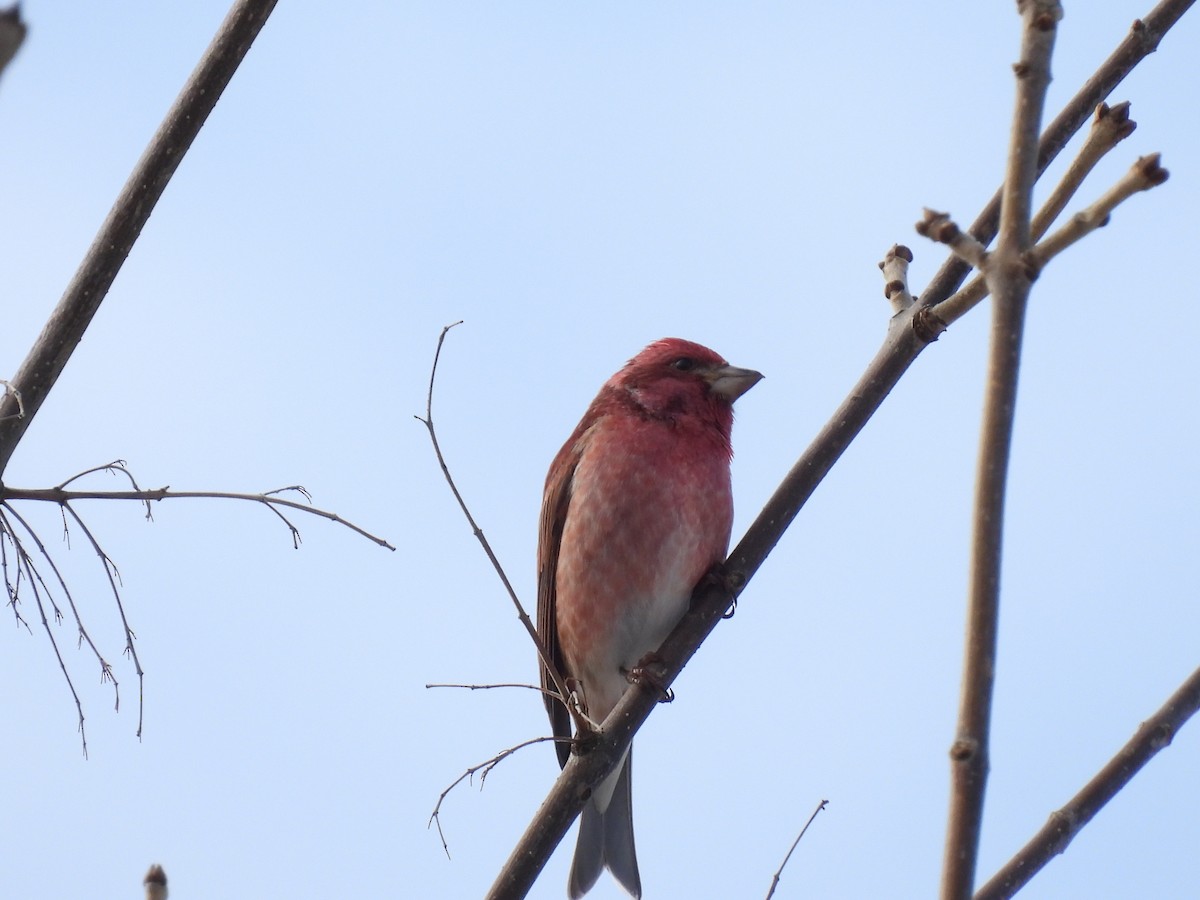 Purple Finch - ML616107848