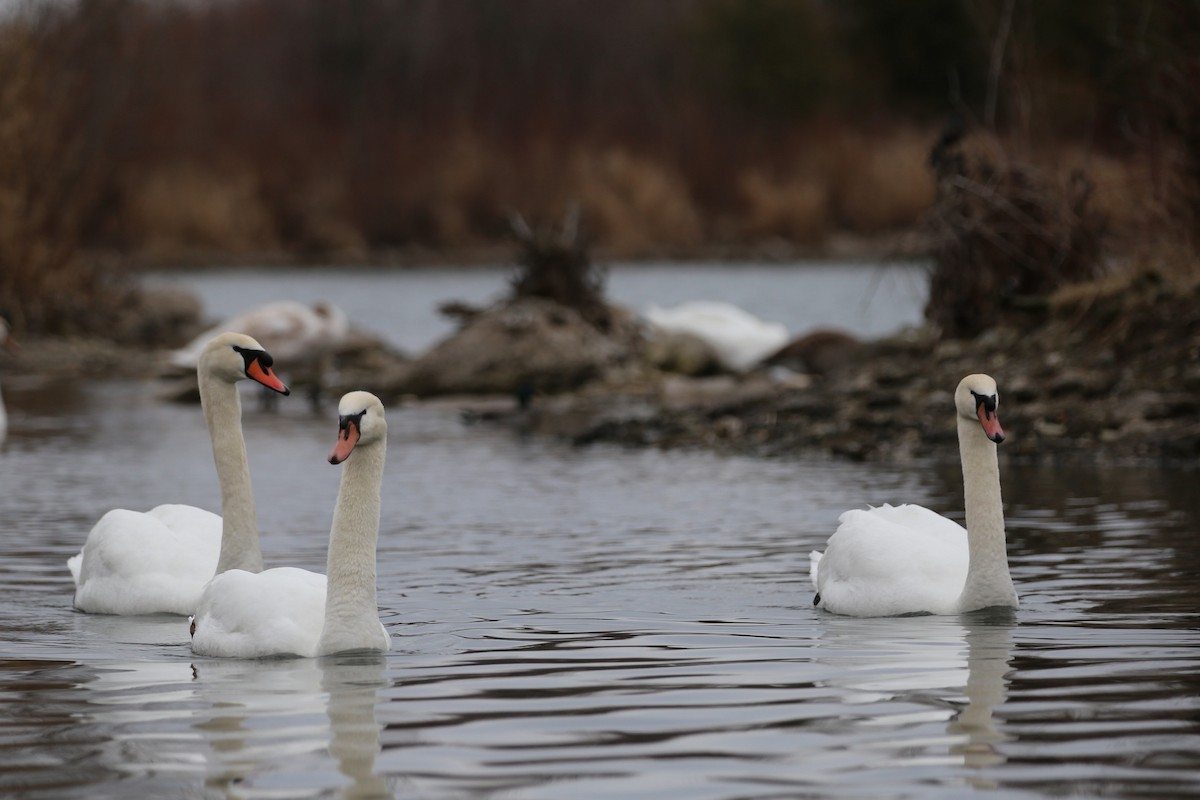 Mute Swan - ML616107880