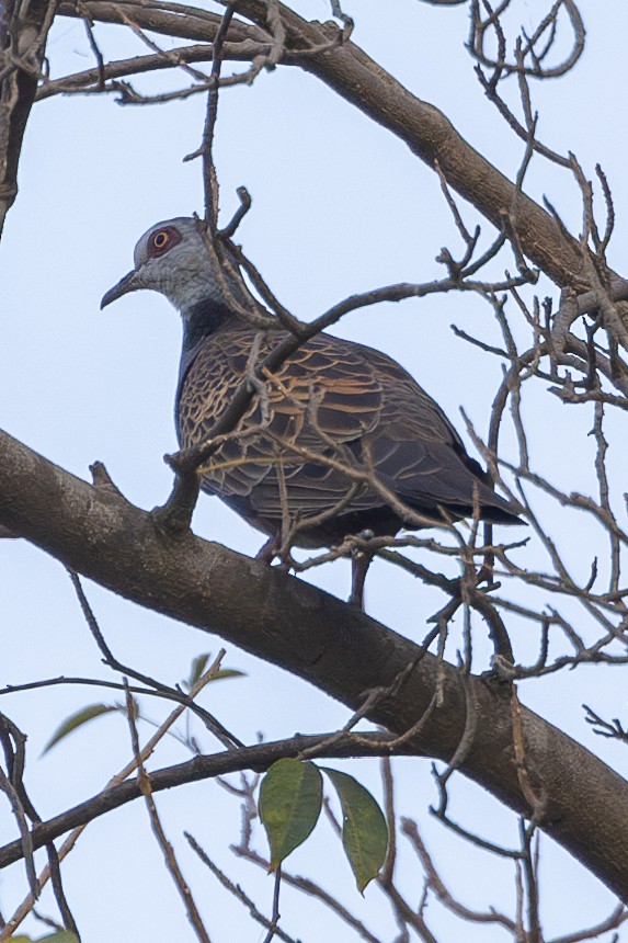 Adamawa Turtle-Dove - Lindsey Napton