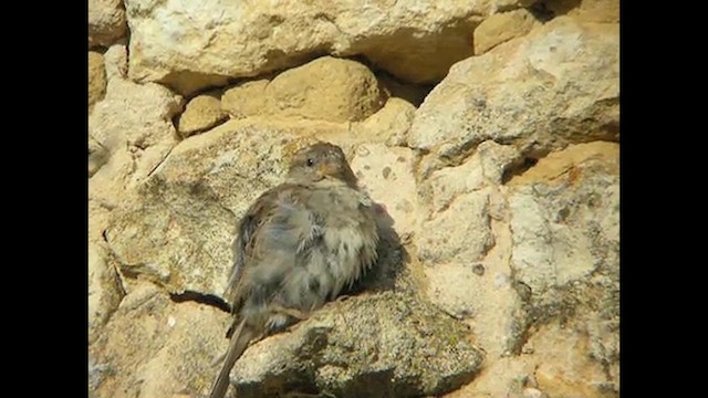 Moineau domestique - ML616107918